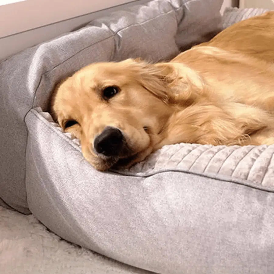 Quel panier choisir pour un chien anxieux ?