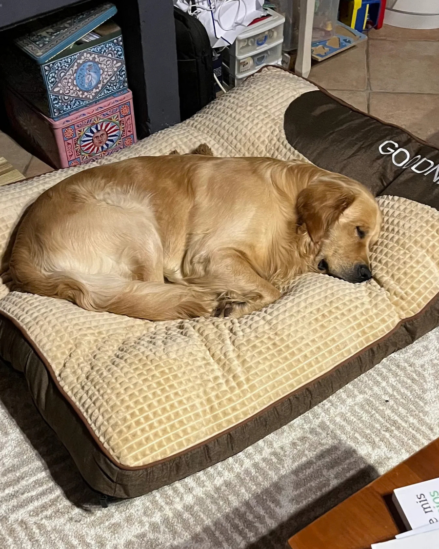 Chien reposant sur le coussin GOODNIGHT