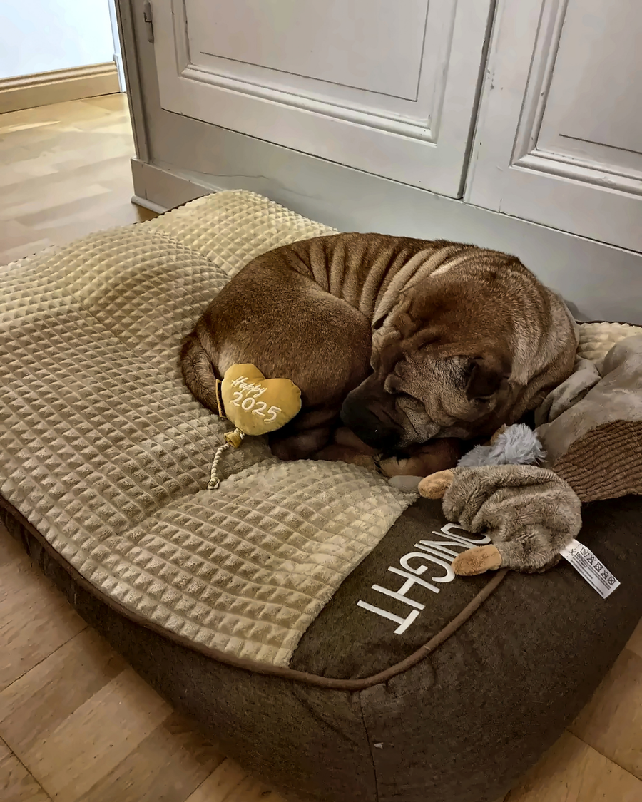Grand chien couché sur le coussin GOODNIGHT