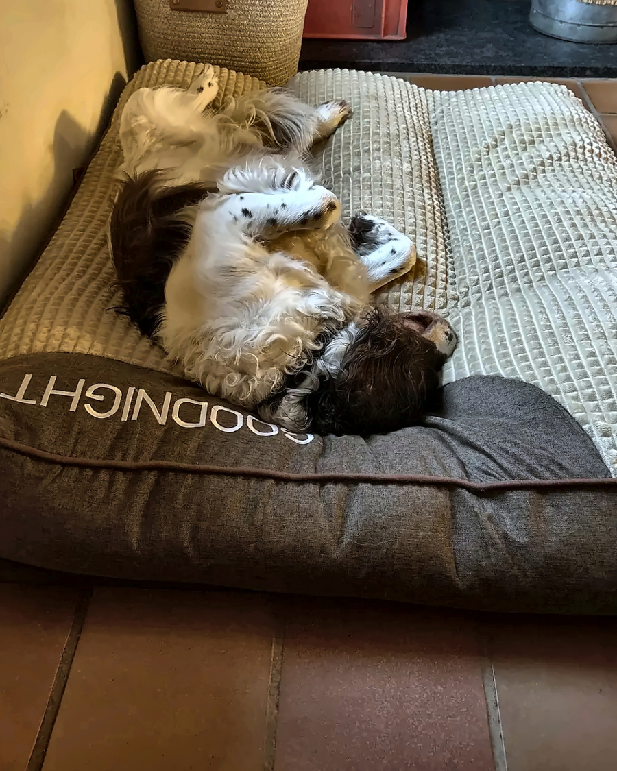 Chien confortablement installé sur GOODNIGHT