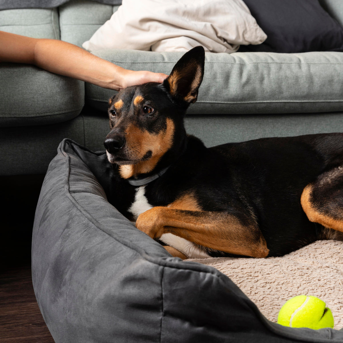 Chien couché sur un couchage orthopédique