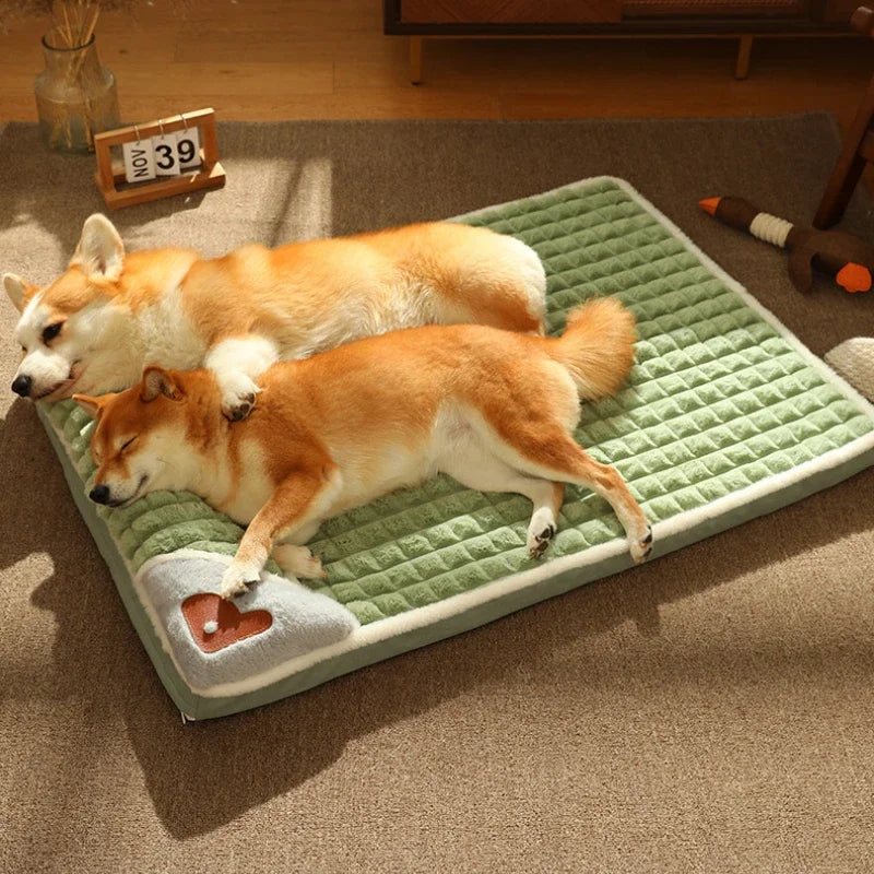 lit chien mémoire de forme