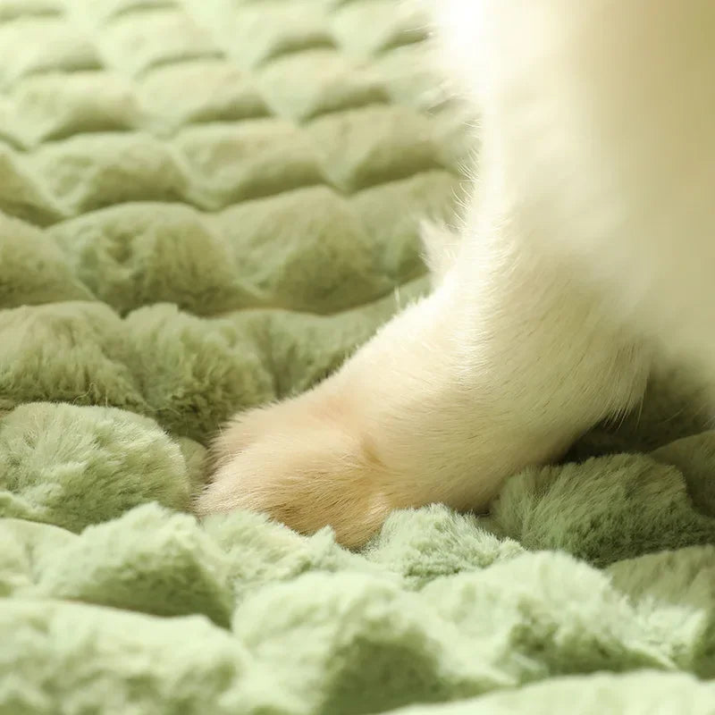 matelas chien mémoire de forme