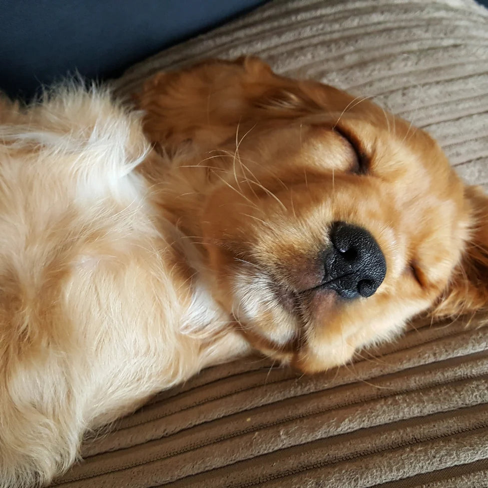coussin chien velours Image
