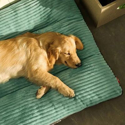coussin chien velours
