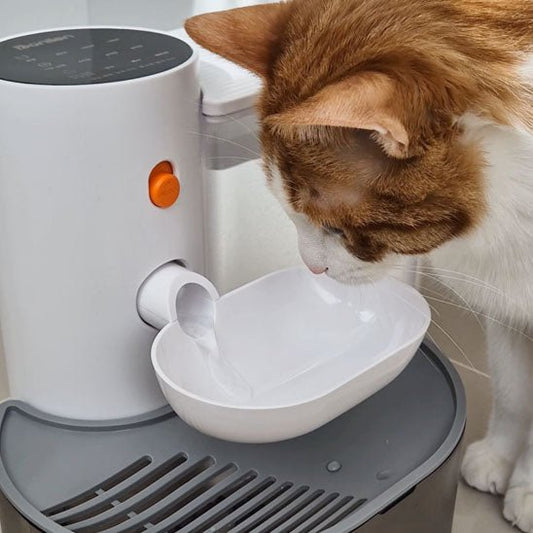 Fontaine automatique pour chat avec distributeur d'eau